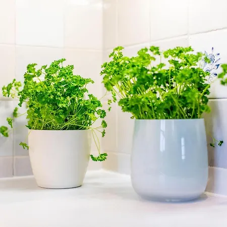 Heefwai-wohnung-6 Lejlighed